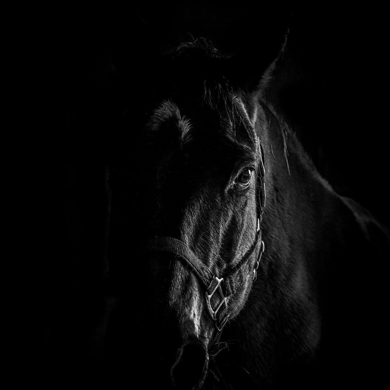 Schwarzes Pferd mit Halfter, Titelbild für Tierphysio