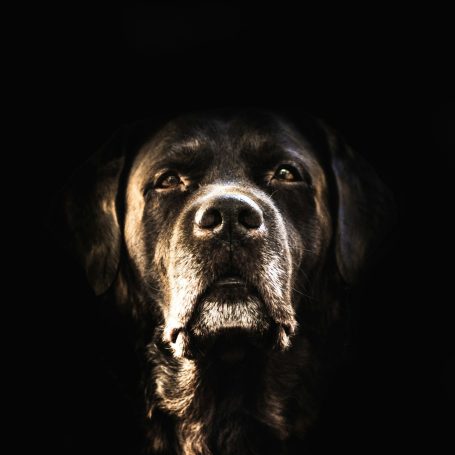 Schwarzer Hund mit intensiven Augen, auf dunklem Hintergrund. Hund Physiotherapie